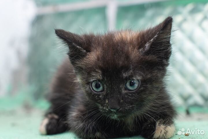 Отдаются котята в добрые руки