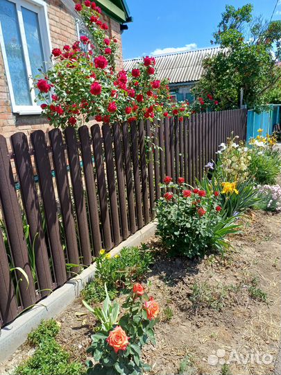 Продам цветы домашние