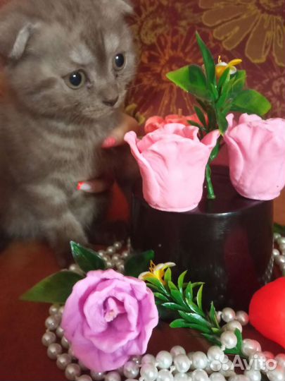 Шотландские вислоухие