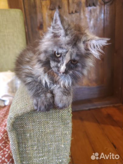 Котята мейн-кун