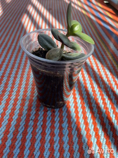 Денежное дерево молодое