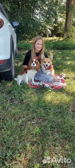 Вельш-корги пемброк Вязка