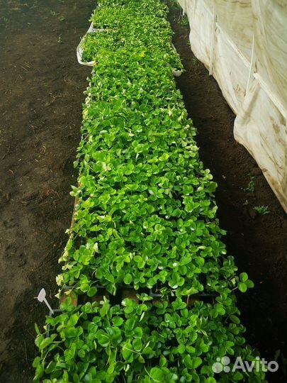 Рассада клубники более 20 сортов