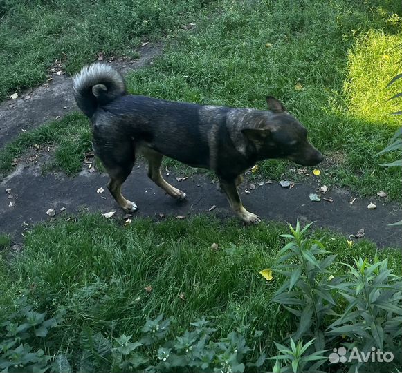 Собака в добрые руки