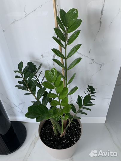 Замиокулькас