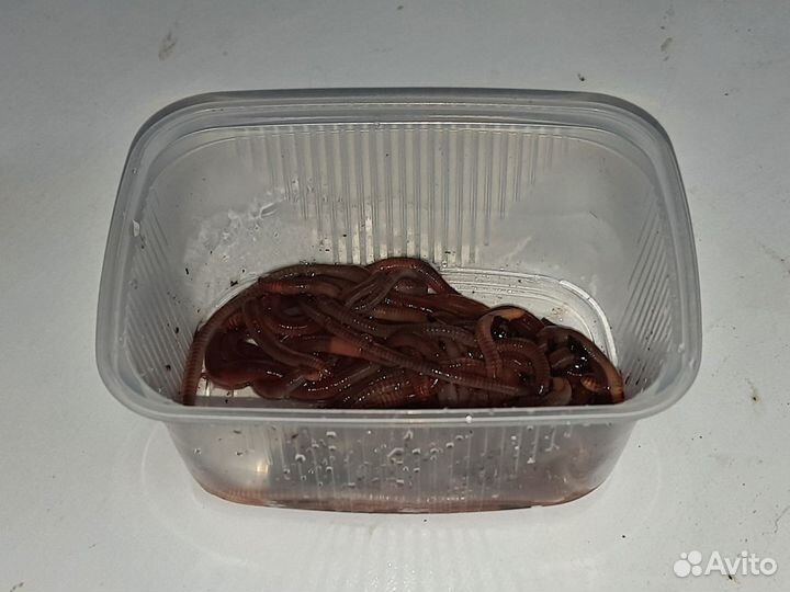 Черви для рыбалки круглосуточно