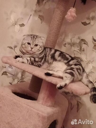 Шотландский кот вязка