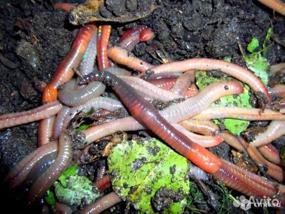 Червь опарыш