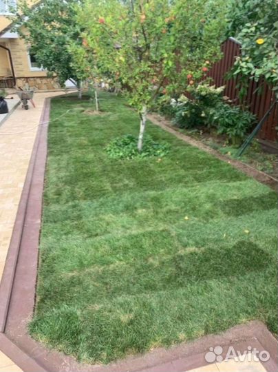 Рулонный газон 