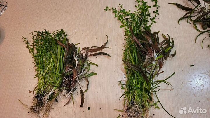 Аквариумная прополка