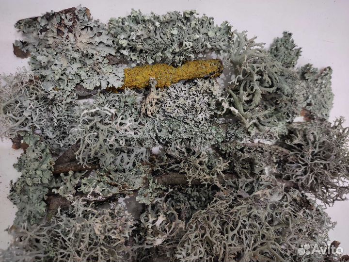 Лишайники/мох микс