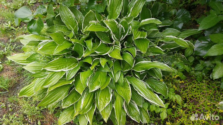 Хоста растение