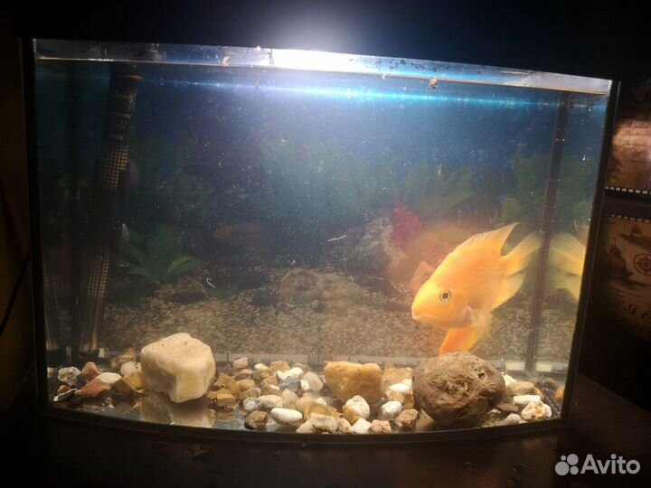 Аквариум
