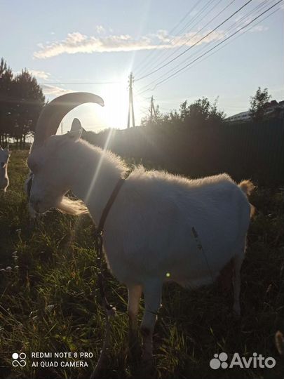 Продаю козу