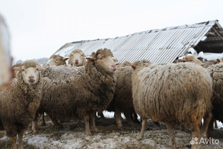 Бараны и овцы