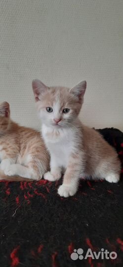 Котята в добрые руки приучены к лотку