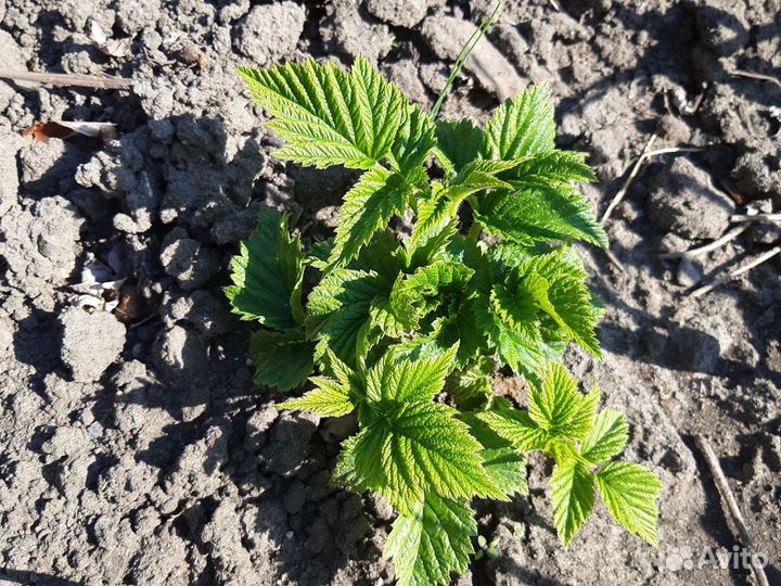 Саженцы малины желтой 60и красной