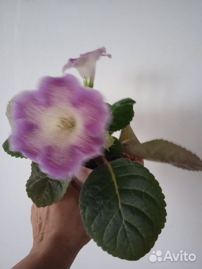 Глоксиния цветущая