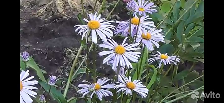 Мультифлора