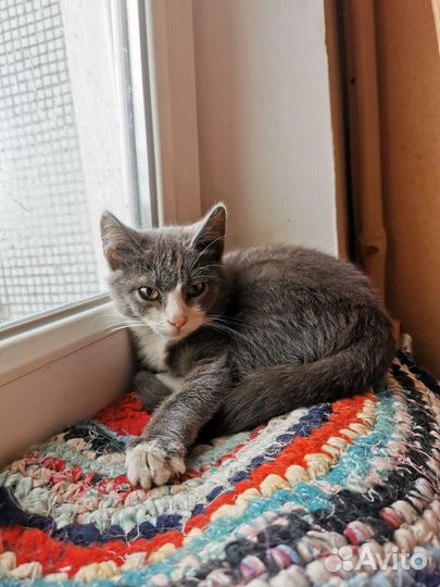 Котята в добрые руки бесплатно