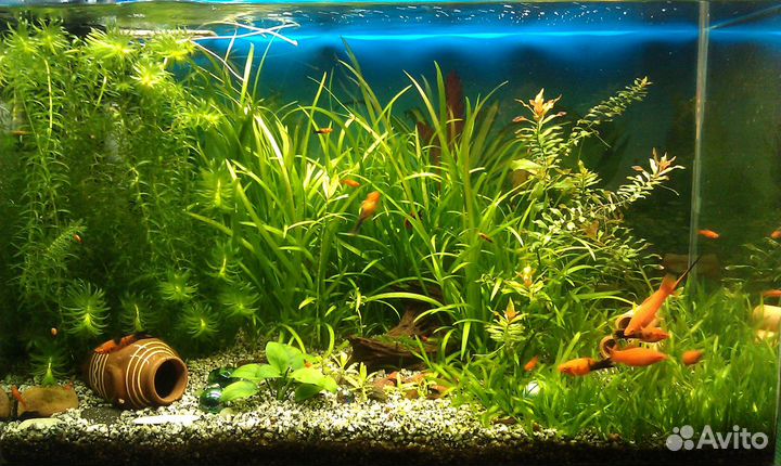 Обслуживание и запуск аквариумов