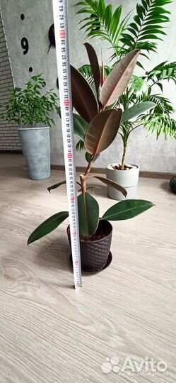 Фикус каучуконосный