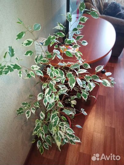 Фикус бенджамина