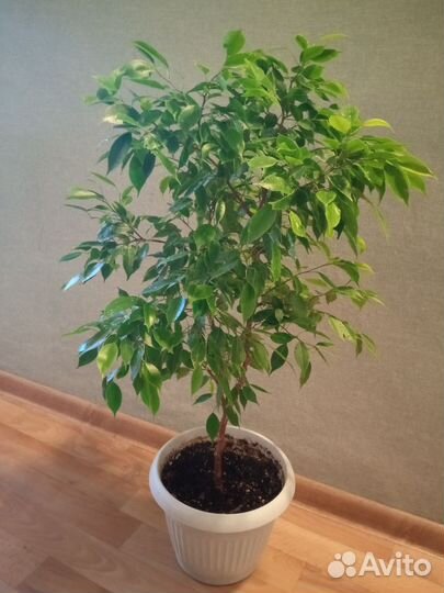 Фикус Кинки