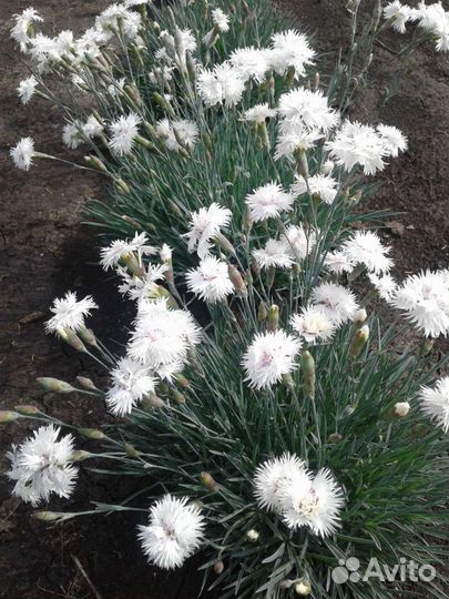 Садовые цветы