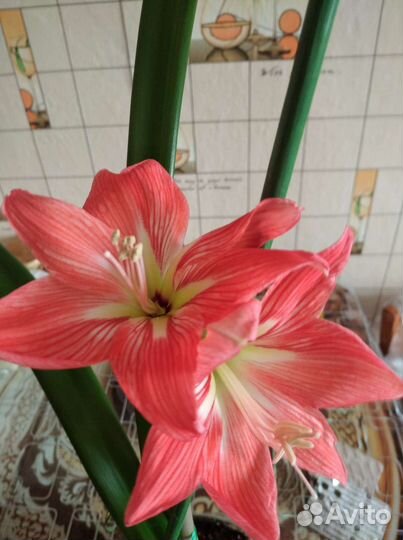 Гиппиаструм