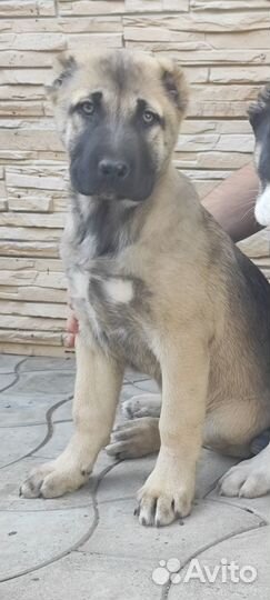 Среднеазиатская овчарка алабай щенки