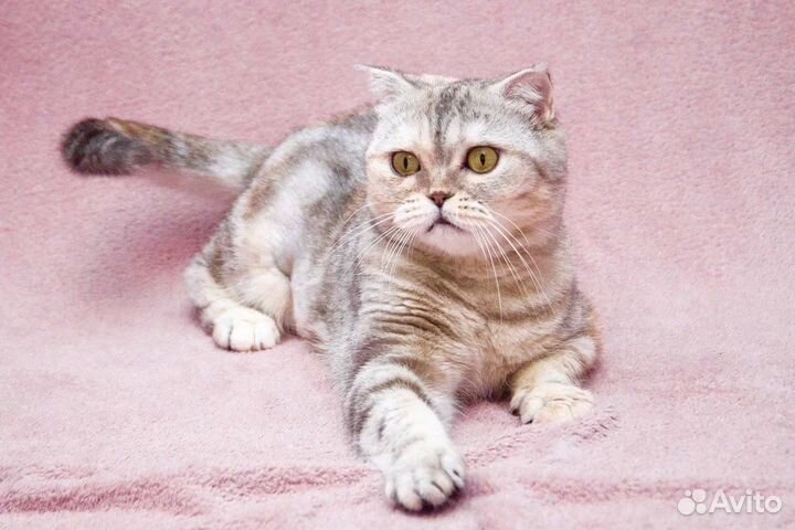 Уютная плюшевая кошечка Эмма ищет дом