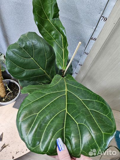 Фикус Лирата Колумнарис 17/80+