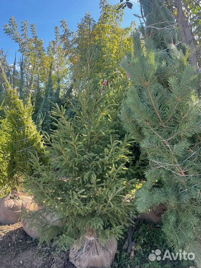 Сосна обыкновенная 280 см