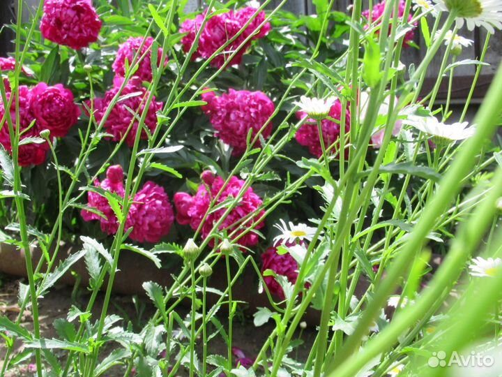 Цветочные луковицы