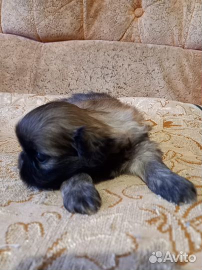 Щенки пекинеса