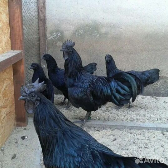 Петушки молодые Ухейилюй