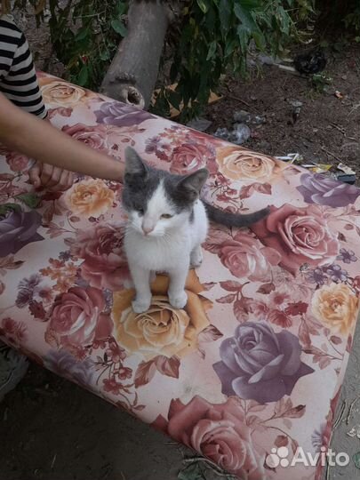 Котенок на улице в опасности