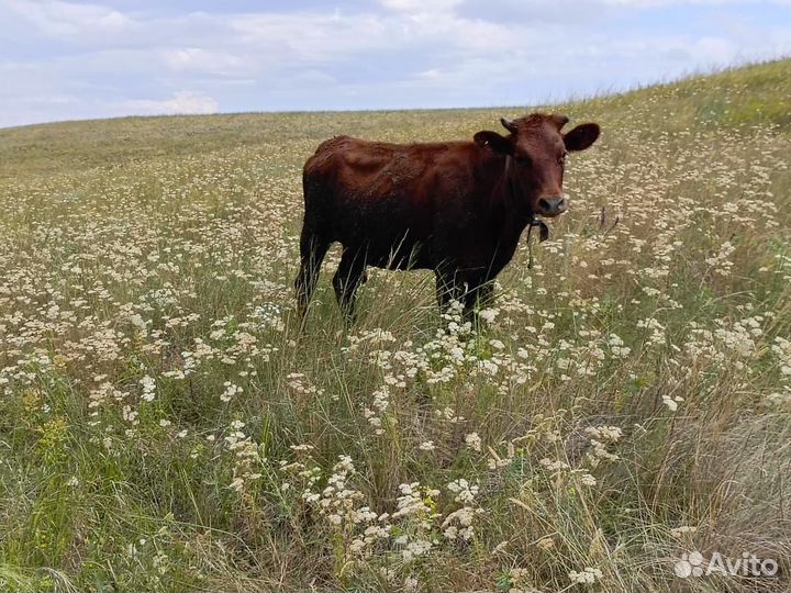 Быки,Коровы,телята