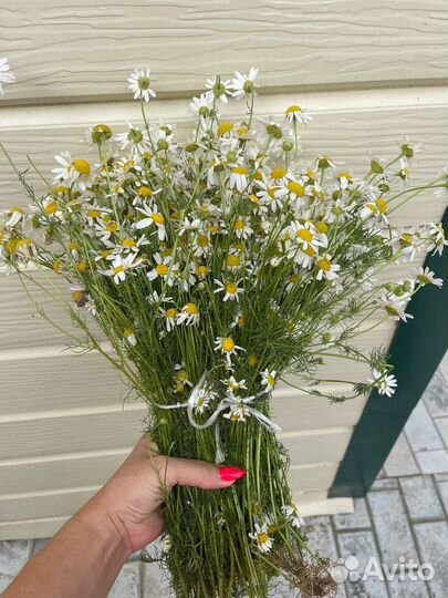 Ромашка лекарственная