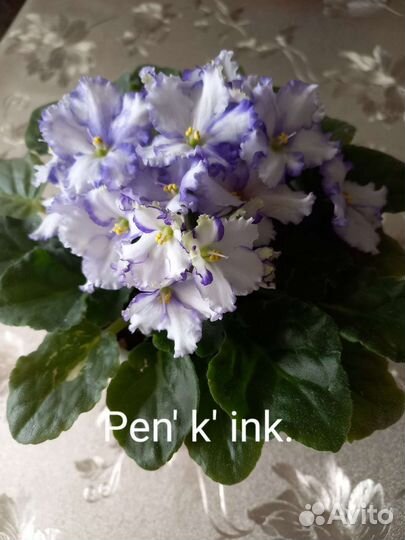 Фиалка сортовая