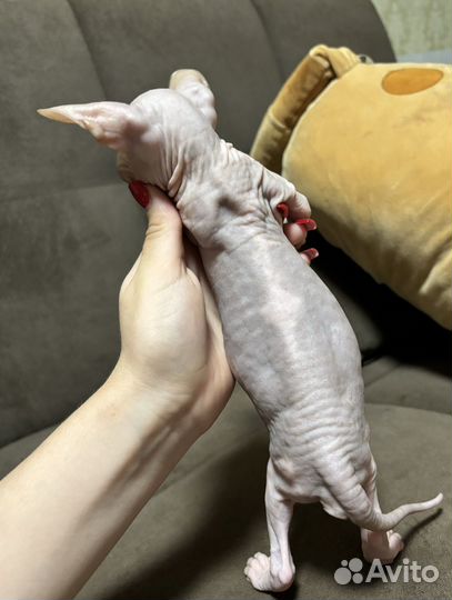 Донской сфинкс котята