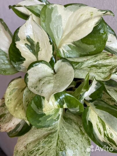 Эпипремнум хеппи лиф, пиннатум вайт, неон