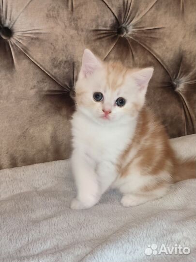 Шотландский котенок