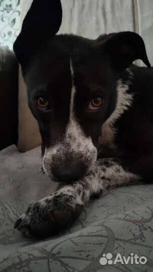 Питбуль Сицилия