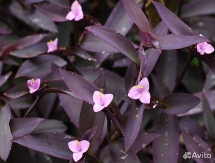 Традесканция фиолетовая