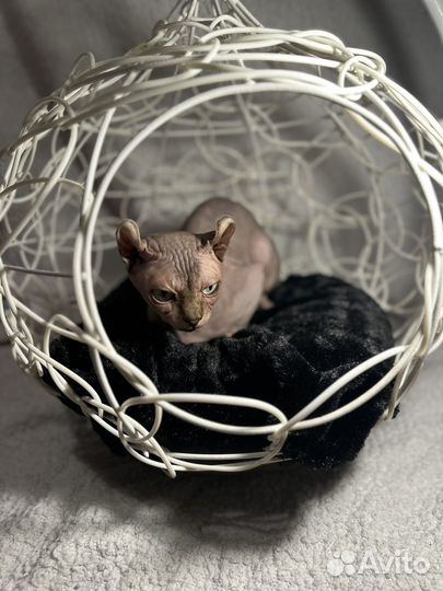 Кот для вязки