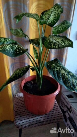 Королевская Диффенбахия и отростки от нее