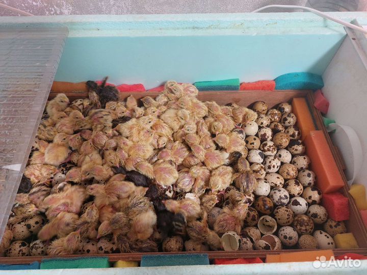 Инкубационные перепелиные яйца