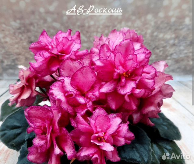 Сортовые фиалки